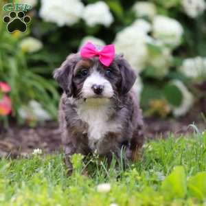 Princess, Mini Bernedoodle Puppy